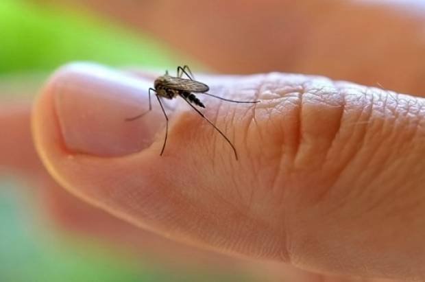 Confirman 80 casos de zika en México, entre ellos seis embarazadas