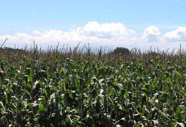 Cambio climático causará que Valle de Tehuacán pierda 20% de su superficie de maíz