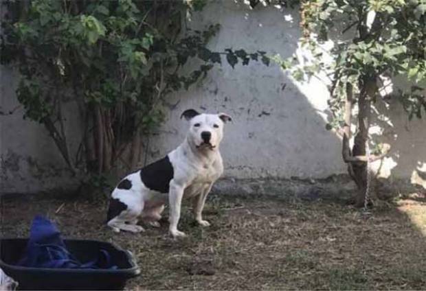 Pitbull ataca a niño de 2 años en Zapopan