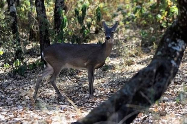 Marinistas cazaban y comían venados en Flor del Bosque