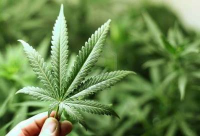 El 17 de junio habrá ley sobre mariguana medicinal