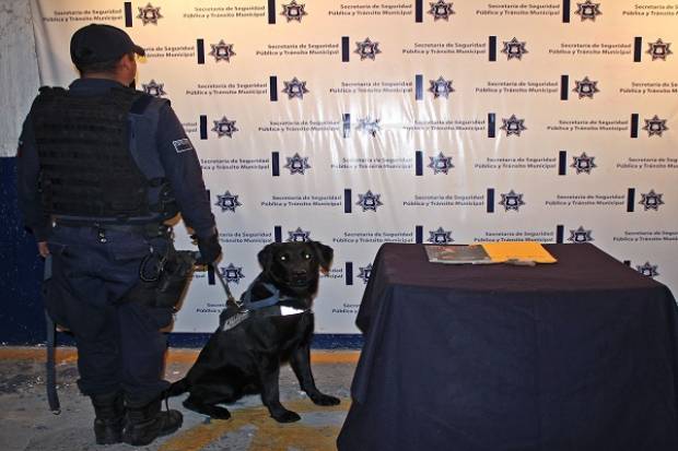 Unidad Canina localizó paquete con droga en empresa de envíos en Las Cuartillas