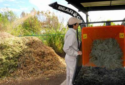 BUAP abre centro de acopio de árboles de navidad naturales