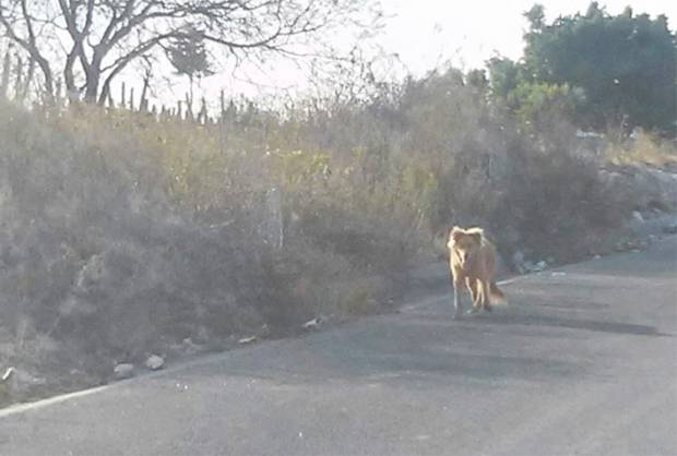 Confunden a perro con león en Huitziltepec, Puebla, aclara Profepa