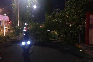 FOTOS: Vientos provocaron caída de árboles en Puebla
