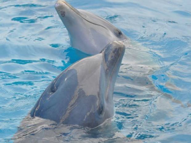 Delfines sostendrían conversaciones como los humanos, según estudio ruso