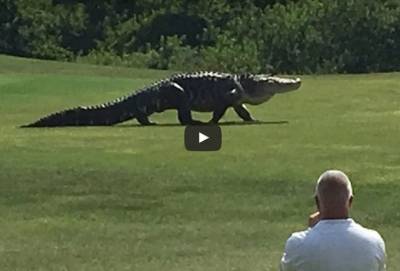 VIDEO: Caimán sorprendió a golfistas en campo de Florida