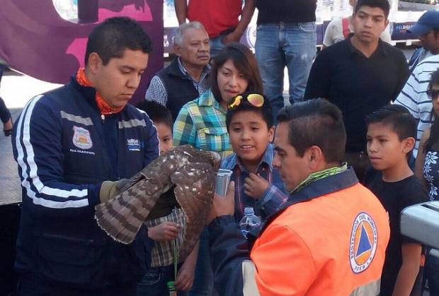 Protección Civil Municipal rescató ave Azor en el zócalo