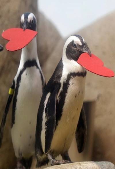 VIDEO: Pingüinos del acuario de San Francisco celebran el Día de San Valentín