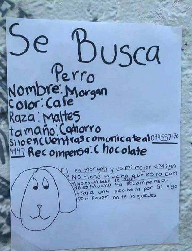 Con recompensa de un chocolate, niña recupera perro en CDMX