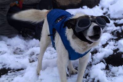 FOTOS: Ciudad Serdán despide a Citla, el perro guardián del Pico de Orizaba