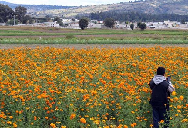 Puebla se consolida como el principal productor de flor de Cempasúchil