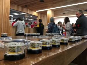 California inicia venta de marihuana recreativa con largas filas