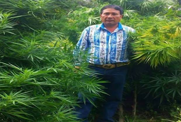 PGR investiga a regidor poblano que subió fotos en plantíos de marihuana