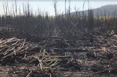 VIDEO: Cadáver de mujer queda calcinado y desmembrado en cañaveral de Raboso, Puebla