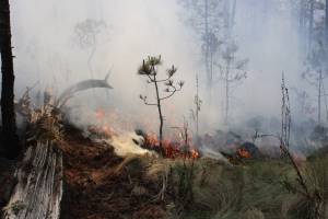 Puebla registró 359 incendios forestales en el primer semestre del año: Conafor