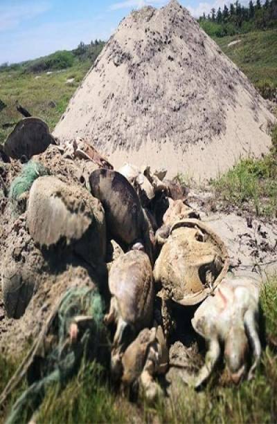 Mueren 300 tortugas ahogadas en redes en Oaxaca