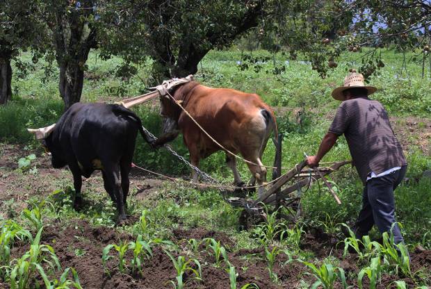 Sagarpa desvió 220 mdp para proyectos agrícolas en Zacatecas