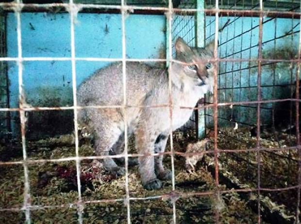 La Profepa asegura seis ejemplares de vida silvestre en la Sierra Noreste de Puebla