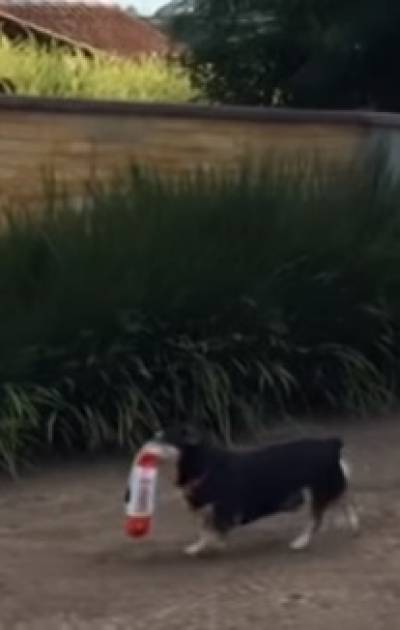 VIDEO: Pituco, el perro que va por sus croquetas a la tienda