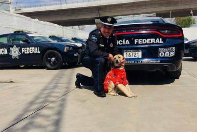 “Camilo”, el perro rescatado en la Puebla-Córdoba, nueva mascota de la Policía Federal