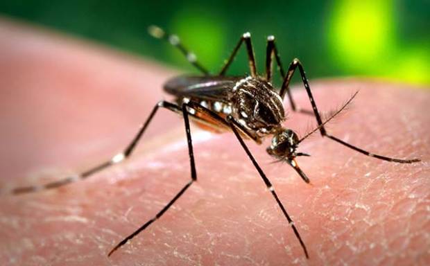 Investigador de origen poblano desarrolla en Universidad de Oxford tratamiento contra el dengue