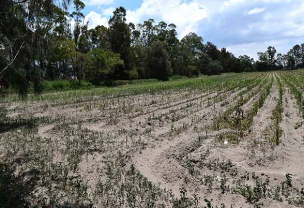 Para 2030, la zona metropolitana Puebla-Tlaxcala tendrá 3.2 millones de habitantes