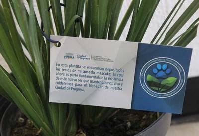 Ayuntamiento de Puebla ofrece cremación de mascotas