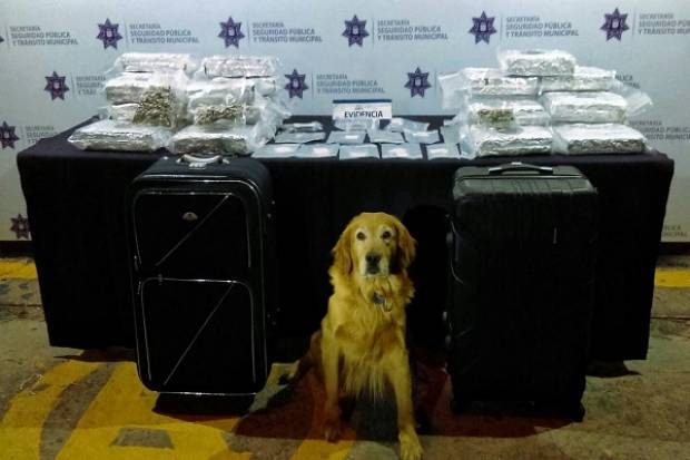 Cayó sujeto con 32 paquetes de marihuana y maletas con drogas en la CAPU