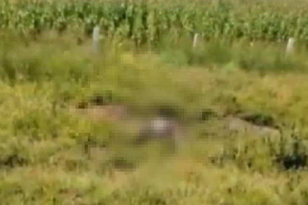 Encuentran cadáver en terrenos de San José Chiapa