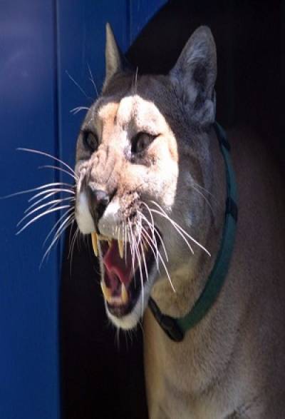 Murió Miztli, la mascota puma de la UNAM