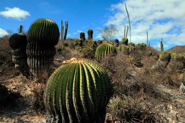 Dinosaurios dejaron sus huellas en Puebla hace 110 millones de años