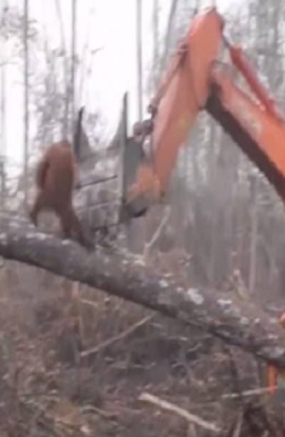 VIDEO: Orangután defiende su hábitat contra una excavadora