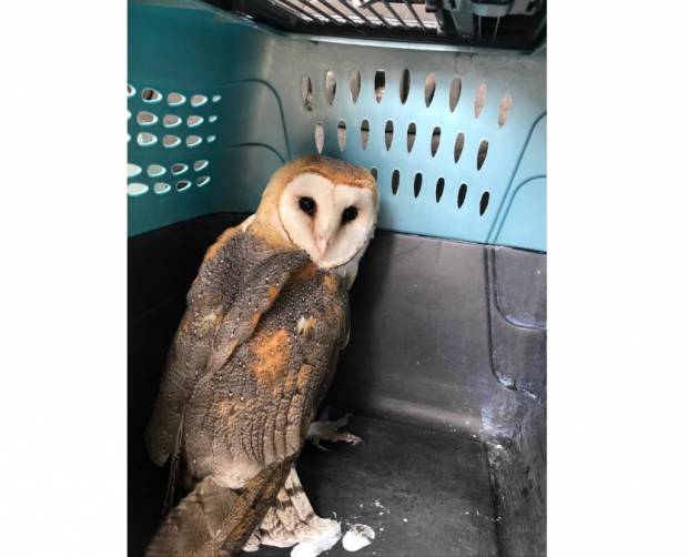 Profepa libera 4 aves de presa en cerro Zapotecas de Cholula