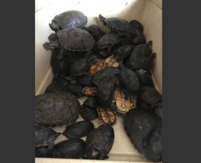 Profepa asegura 160 serpientes, iguanas y tortugas abandonadas en la CAPU