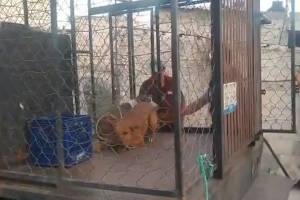 Jauría atacó a una mujer en la colonia Santa Lucía; capturan a seis canes