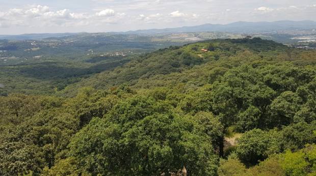 Dan protección legal a 859 hectáreas más en “Flor del Bosque”