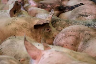 De rastros clandestinos, el 30% de la carne comercializada en Puebla