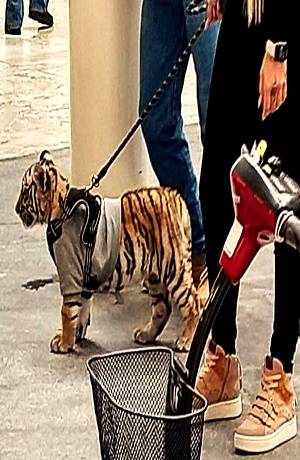 Mujer pasea con cachorro de tigre en plaza Antara de la Ciudad de México