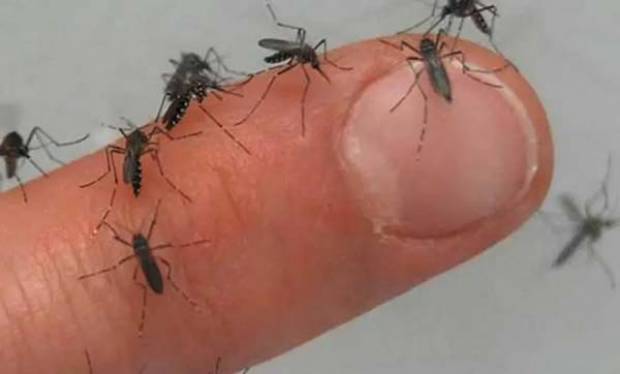 Puebla sumó 19 casos de dengue en el primer trimestre de 2023