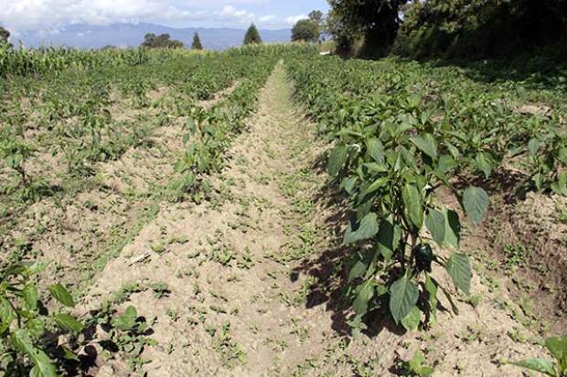 Industria agrícola de Puebla perdió 2 mil empleos en mayo por COVID-19