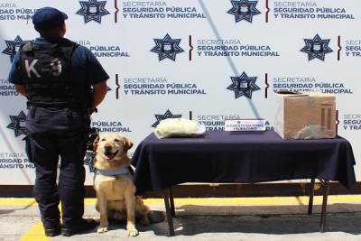 Binomio K9 localizó marihuana en empresa de paquetería