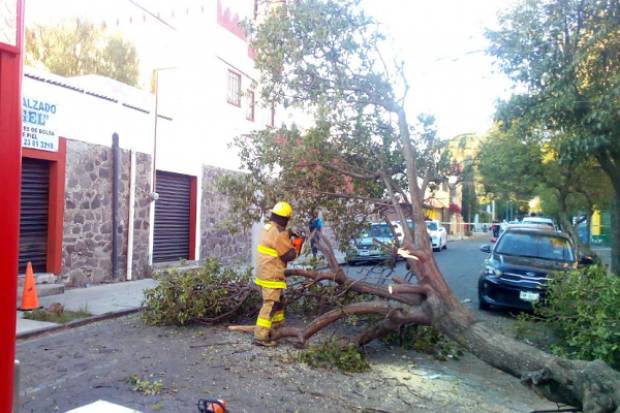 Protección Civil Municipal atiende caída de árbol en la colonia Primera Central