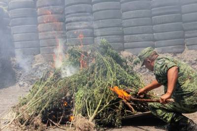 Con drones ubicaron plantíos de marihuana en Atlixco; fueron quemados