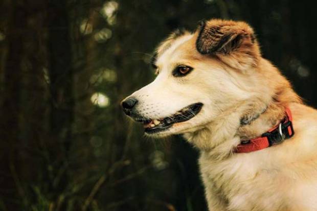 Estos perros entrenados pueden detectar coronavirus con gran precisión