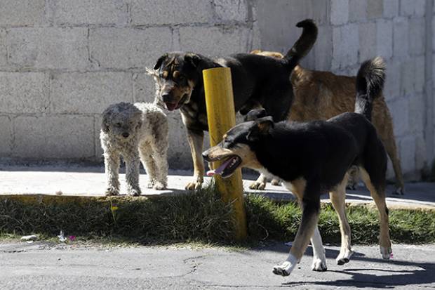 México suma 13.3 millones de perros abandonados o en situación de calle