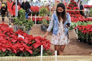FOTOS: Inicia la venta de flores de nochebuena en Atlixco