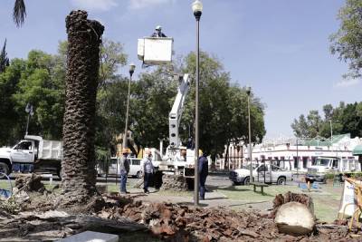 VIDEO/FOTOS: Derribarán 12 palmeras del parque de Analco; gobernador se pronuncia en contra