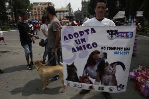 Crecen llamadas por maltrato animal en Puebla capital