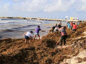 AMLO minimiza invasión de sargazo en Quintana Roo
